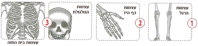 (בספר שלוש תמונות, היעזר במנחה)